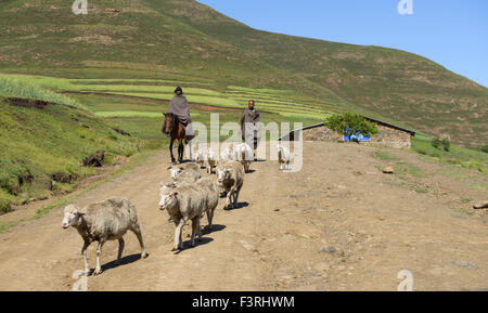 Bergers dans la province du KwaZulu Natal, Afrique du Sud Banque D'Images