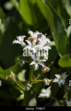 Menyanthes trifoliata, Bogbean, grandissant dans un étang à Surrey, Royaume-Uni. De juin. Banque D'Images