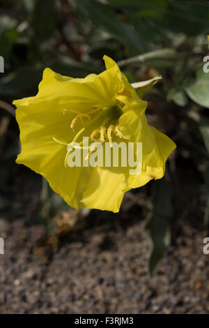 Oenothera fruticosa Onagre, Narrowleafed Banque D'Images