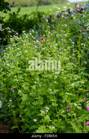 L'alliaire officinale, Alliaria petiolata, wildflower, Dumfries et Galloway, Écosse Banque D'Images