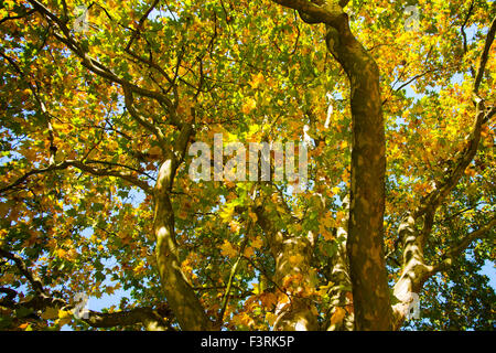 Soleil qui brille à travers les arbres en forêt d'automne Banque D'Images