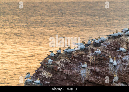 Fous de Bassan nichent sur un rocher, l'île de Helgoland, Schleswig-Holstein, Allemagne Banque D'Images