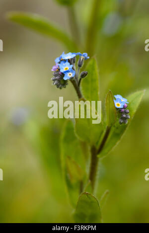Domaine Forget-me-not, Myosotis arvensis, wildflower, Dumfries et Galloway, Écosse Banque D'Images