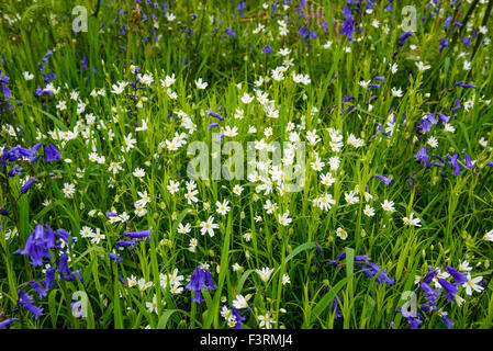 Une plus grande, Stellaria holostea stellaire de fleurs sauvages, de plus en plus, près de bluebells, Dumfries et Galloway, Écosse Banque D'Images