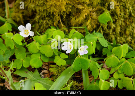 L'oxalide de Dillénius, Oxalis acetosella, wildflower, Dumfries et Galloway, Écosse Banque D'Images