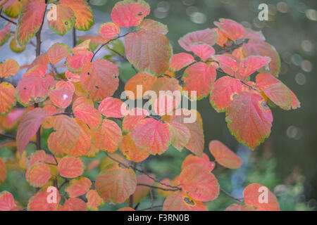 Fothergilla major grande montagne aulne sorcière feuilles d'automne jaune et rouge Banque D'Images