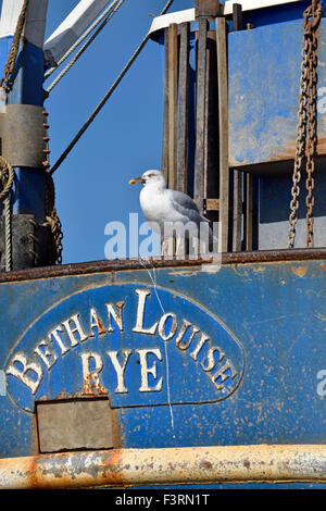 Hastings, East Sussex, Angleterre, Royaume-Uni. Goéland argenté assis sur un bateau de pêche (Bethan Louise, seigle) Banque D'Images