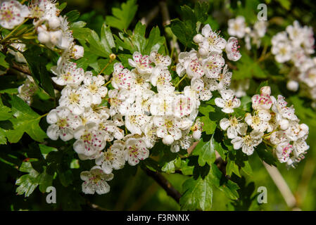 Hawtorn tree blossom, Crataegus monogyna, Dumfries et Galloway, Écosse Banque D'Images