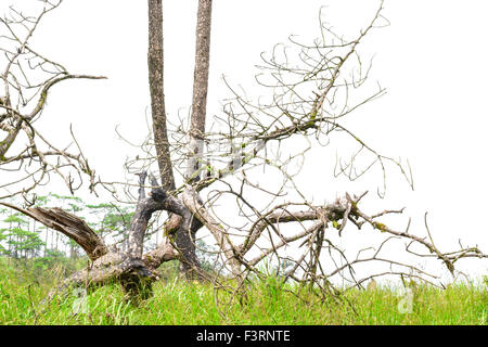 Vieux pin broken couché dans la forêt et ciel blanc Banque D'Images