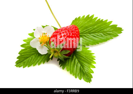 Avec des feuilles de fraisier isolated on white Banque D'Images