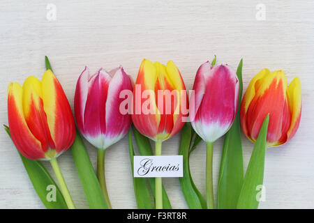 Gracias (ce qui signifie merci en espagnol) Carte avec tulipes colorées Banque D'Images