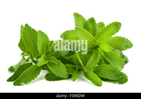 Feuilles de Stevia rebaudiana isolé sur fond blanc Banque D'Images