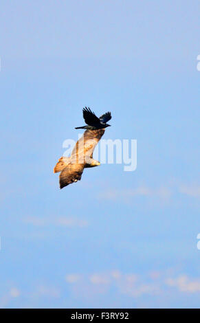 Portishead, UK. 12 octobre, 2015. UK la faune. Crow captures ascenseur sur Buzzard vu à Portishead près de Bristol. Crédit : Robert Timoney/Alamy Live News Banque D'Images