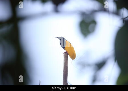 Douze-câblé Bird-of-paradise (Seleucidis melanoleucus) en Papouasie-Nouvelle-Guiena Banque D'Images