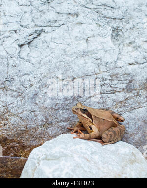 Grenouille sur un rocher, en attente d'un avion pour venir près. Banque D'Images