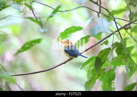 Yellow-billed Kingfisher (Syma torotoro) en Papouasie Nouvelle Guinée Banque D'Images