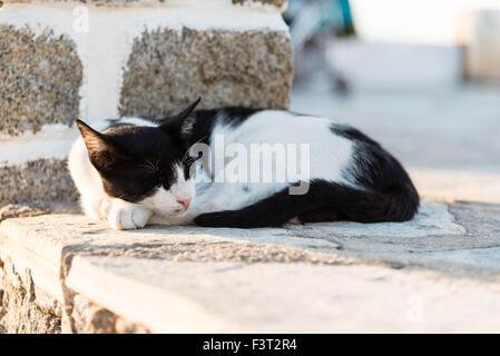 Chat noir et blanc la sieste Banque D'Images