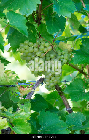 Vitis vinifera. "Phoenix" de raisin sur la vigne fruits Banque D'Images