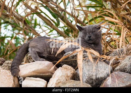 Chat gris sieste sur un mur Banque D'Images