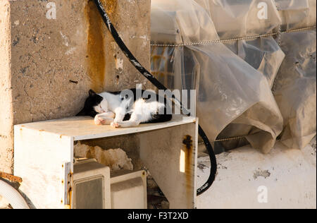 Chat noir et blanc la sieste Banque D'Images