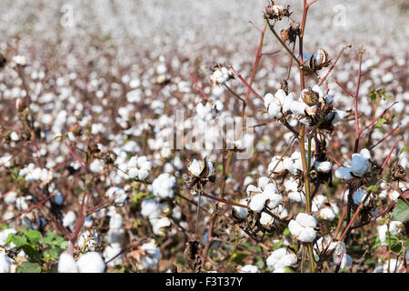 Les champs de coton blanc avec coton prêt pour la récolte mûre Banque D'Images