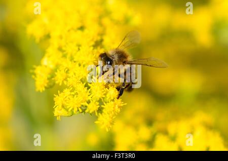 Une abeille mellifère sur l'usine de verge d'or Banque D'Images