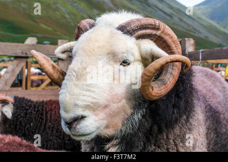 Ram à l'Herdwick Wasdale bergers rencontrez, Cumbria. Banque D'Images