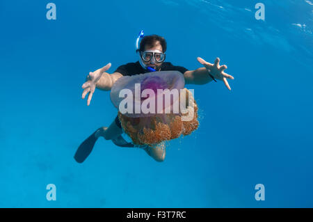 15 octobre 2014 - homme regarde les méduses méduses Chou-fleur (Cephea cephea) Océan Indien, les Maldives. © Andrey Nekrasov/ZUMA/ZUMAPRESS.com/Alamy fil Live News Banque D'Images