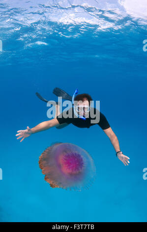 15 octobre 2014 - homme regarde les méduses méduses Chou-fleur (Cephea cephea) Océan Indien, les Maldives. © Andrey Nekrasov/ZUMA/ZUMAPRESS.com/Alamy fil Live News Banque D'Images