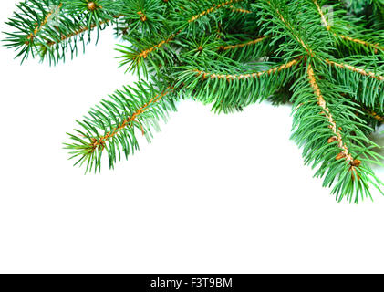 Les branches d'arbre de pin à feuilles persistantes de Noël sur fond blanc Banque D'Images