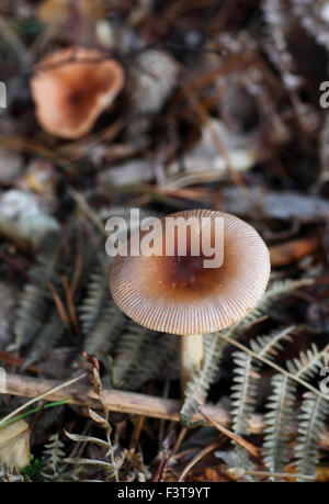 L'Amanita fulva, communément appelée la grisette fauve. Banque D'Images