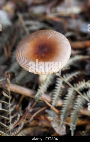 L'Amanita fulva, communément appelée la grisette fauve. Banque D'Images