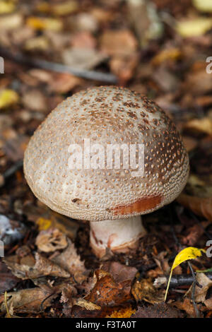 Le champignon Amanita rubescens, fard à joues. Banque D'Images