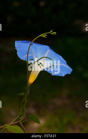 Gloire du matin Banque D'Images