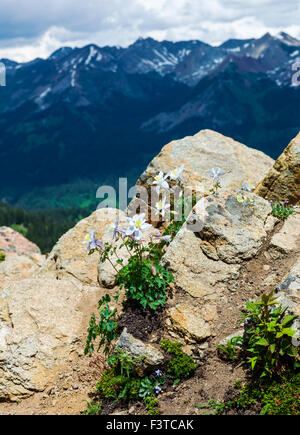 Rocky Mountain, Columbine Aquilegia coerulea x elegantula, Helleboraceae Hellebore (famille), le wapiti des montagnes, Crested Butte, CO-NOUS Banque D'Images