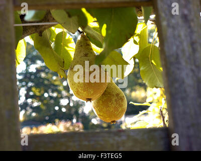 L'espalier Poires conférence éclairée par la lumière de fin d'après-midi dans un jardin potager Banque D'Images