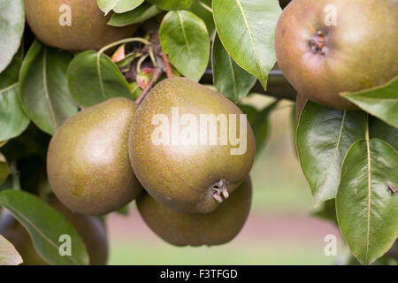 Pyrus communis. 'Poire' Worcester noir dans un verger. Banque D'Images