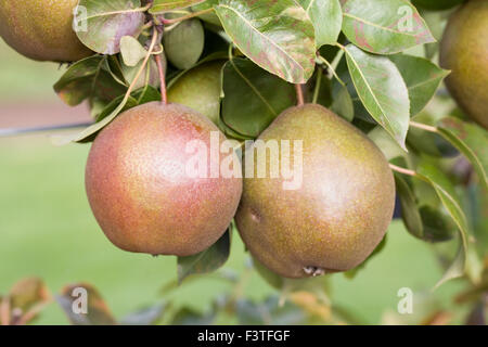 Pyrus communis. 'Poire' Worcester noir dans un verger. Banque D'Images