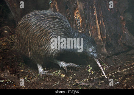 L'Île du Nord, Apteryx australis kiwi brun, Nouvelle-Zélande Banque D'Images