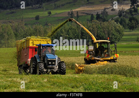 Les agriculteurs récoltent une culture de triticale pour l'ensilage dans une ferme laitière Banque D'Images