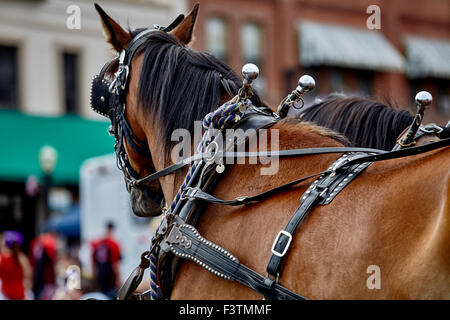 Paire de chevaux tirant un chariot du faisceau dans un défilé Banque D'Images