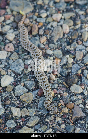 Désert, nouveau-né du Massasauga (Sistrurus catenatus edwardsi), Bernalillio Co., New Mexico, USA. Banque D'Images