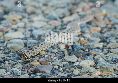 Désert, nouveau-né du Massasauga (Sistrurus catenatus edwardsi), Bernalillio Co., New Mexico, USA. Banque D'Images