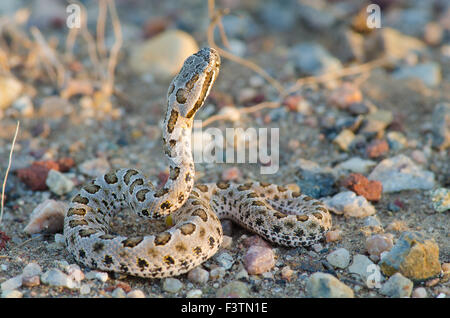 Désert, nouveau-né du Massasauga (Sistrurus catenatus edwardsi), Bernalillio Co., New Mexico, USA. Banque D'Images