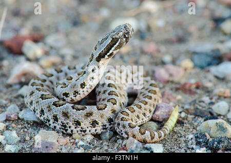 Désert, nouveau-né du Massasauga (Sistrurus catenatus edwardsi), Bernalillio Co., New Mexico, USA. Banque D'Images