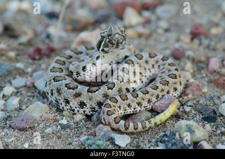 Désert, nouveau-né du Massasauga (Sistrurus catenatus edwardsi), Bernalillio Co., New Mexico, USA. Banque D'Images