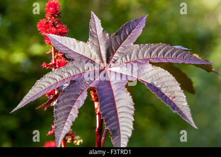 Plante de ricin, Ricinus communis, feuilles, plante toxique Banque D'Images