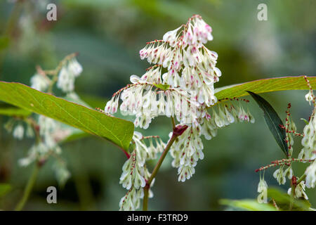 Japanese Knotweed Fallopia japonica, Reynoutria japonica, plante en fleurs Banque D'Images