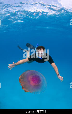 Homme regarde les méduses méduses Chou-fleur (Cephea cephea) Océan Indien, les Maldives Banque D'Images