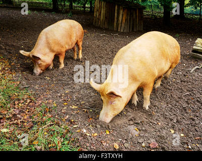 Les truies Tamworth butiner dans un terrain boueux stylo avec clôture et jeter ce qui représente l'agriculture dans le 16e siècle. Banque D'Images